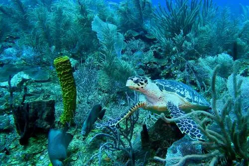 Glover Reef, Belize ©WCS