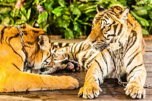 Chained up tigers