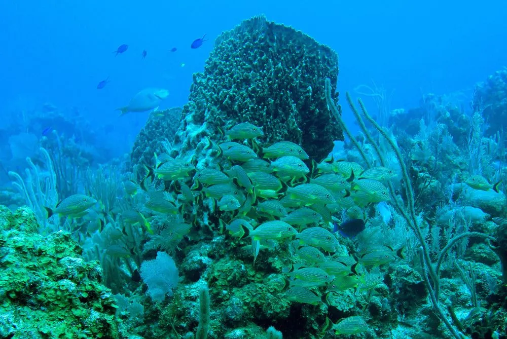 Fish at Glover Reef, Belize - ©WCS