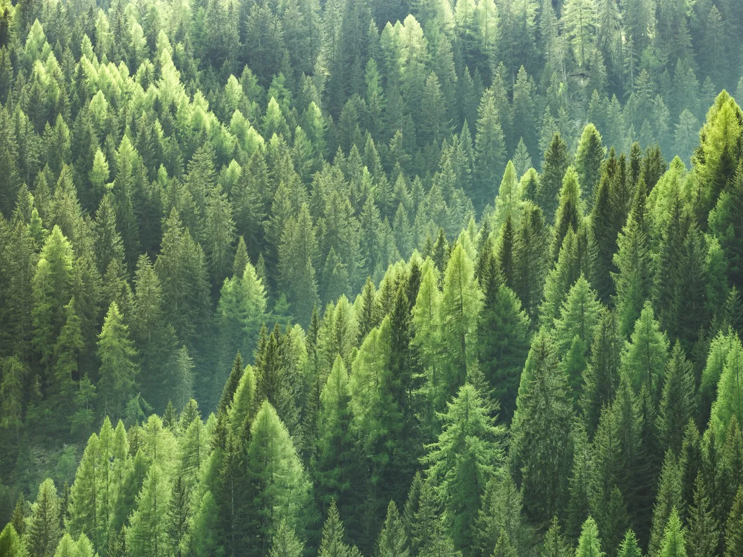 Forest of trees - aerial image