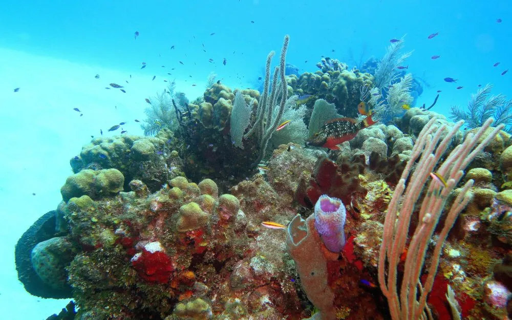 Glover Reef, Belize
