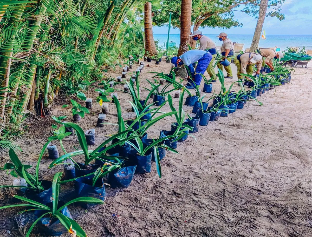 Planting Coastal Dune Plants