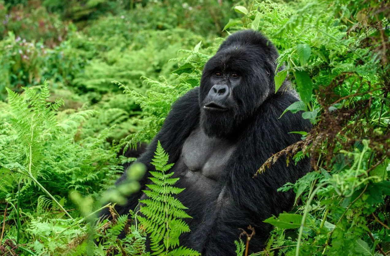 Gorila in the forest