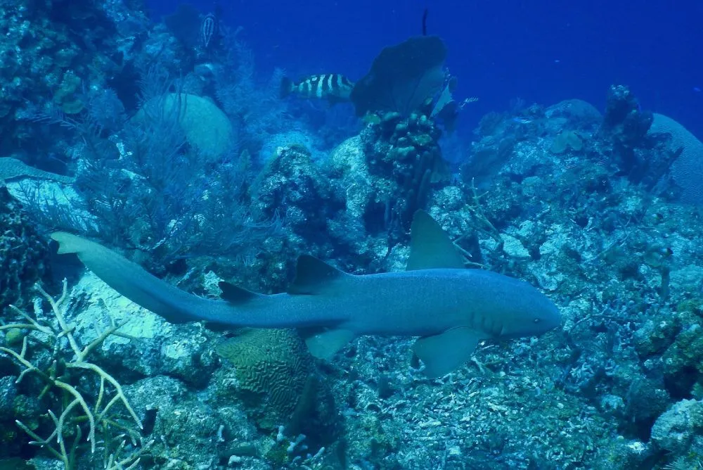 Shark at Glover Reef, Belize ©WCS