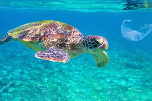 Swimming turtle and plastic