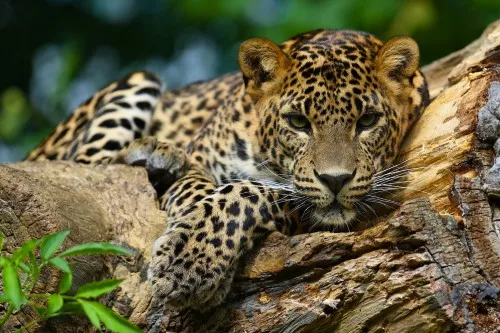 Wildlife - jaguar