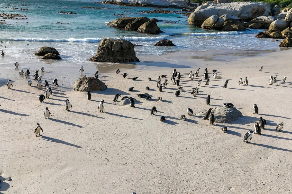 wildlife on a coastal beach